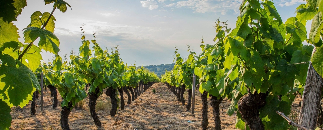 Mladé víno dozrieva vo vinohradoch v preslávenom regióne Beaujolais vo Francúzsku - Hotel MIKADO Nitra